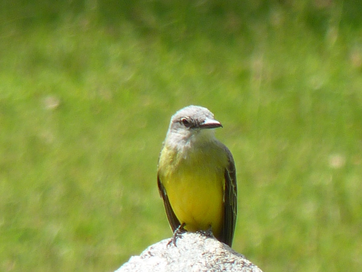 Tropical Kingbird - ML510173301