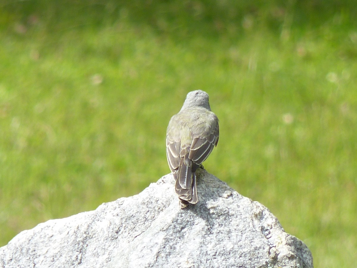 Tropical Kingbird - ML510173311