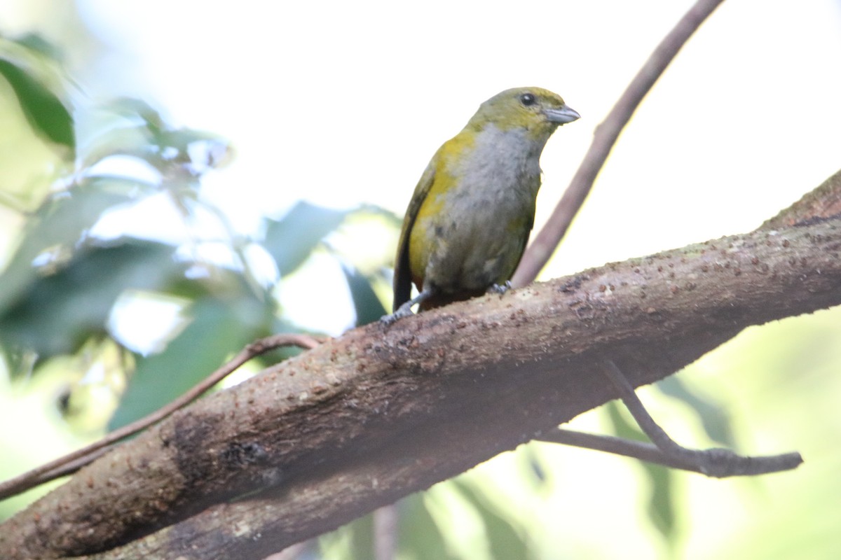 Chestnut-bellied Euphonia - ML510173341