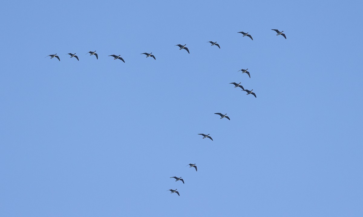 Greater White-fronted Goose (Western) - ML510173371