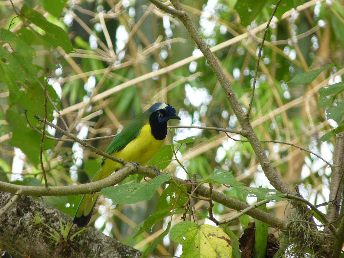 Green Jay - ML510173521