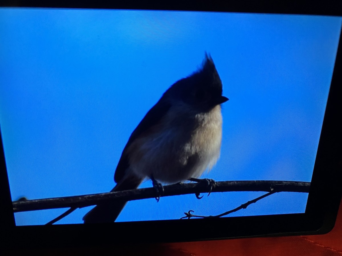 Tufted Titmouse - ML510173951