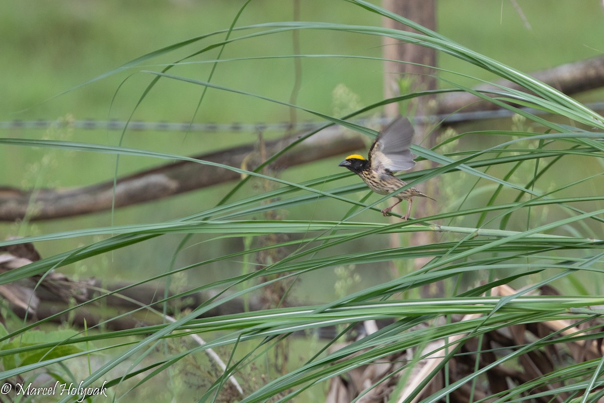 Streaked Weaver - ML510174411