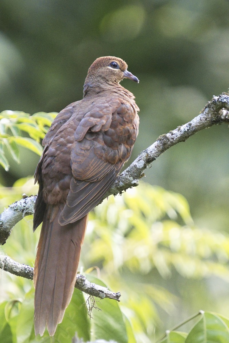 Brown Cuckoo-Dove - ML510175371