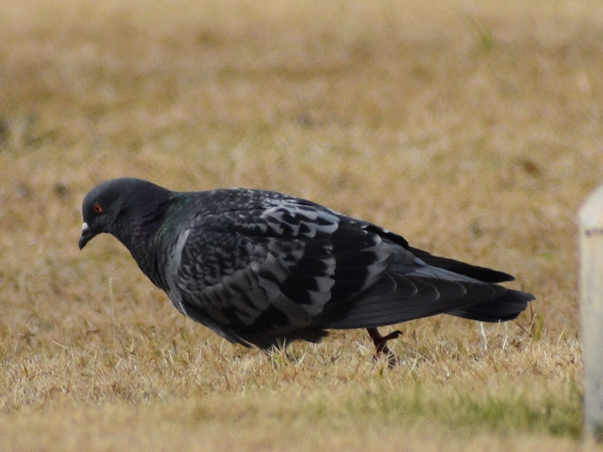 Rock Pigeon (Feral Pigeon) - Don Pearson