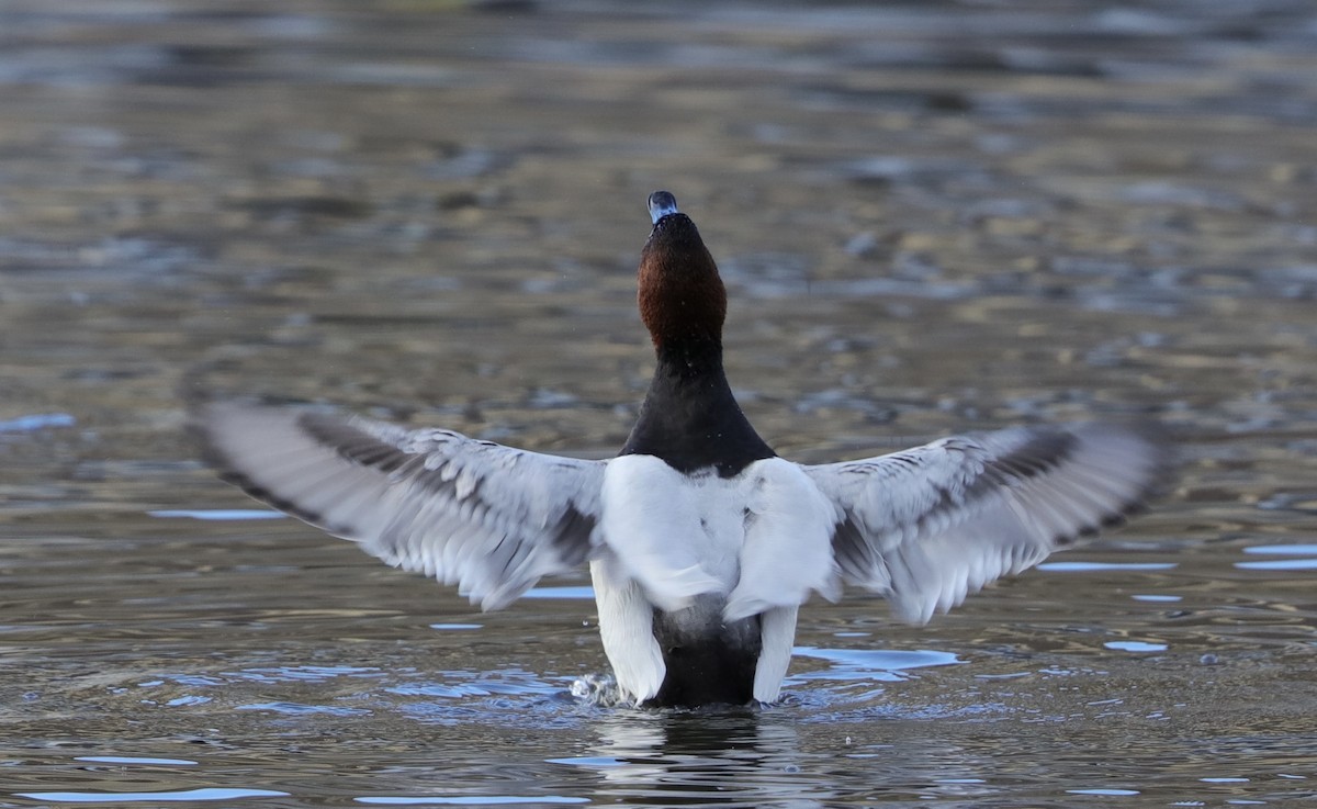 Canvasback - ML510176761