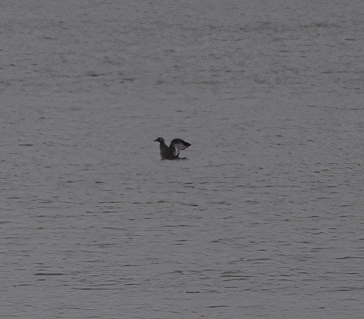 White-winged Scoter - ML510178021
