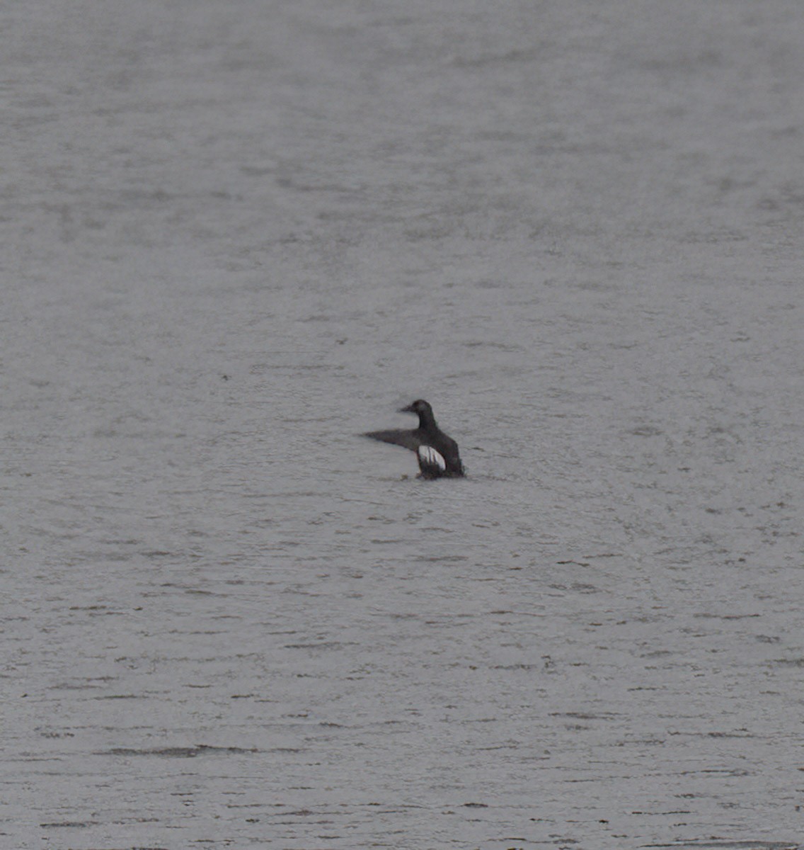 White-winged Scoter - ML510178031