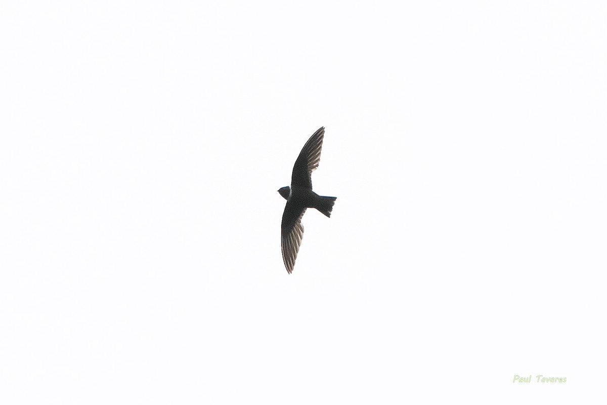 White-collared Swift - Paul Tavares