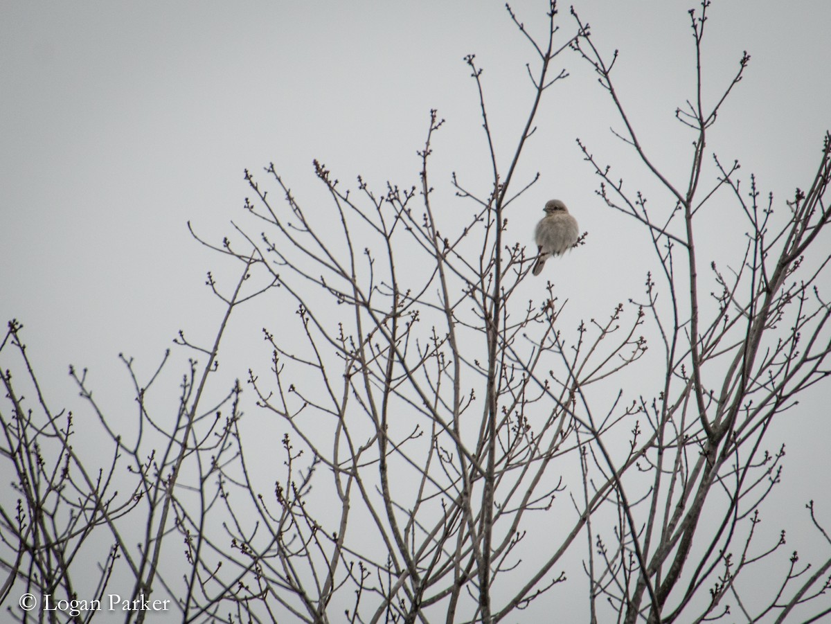 Northern Shrike - Logan Parker