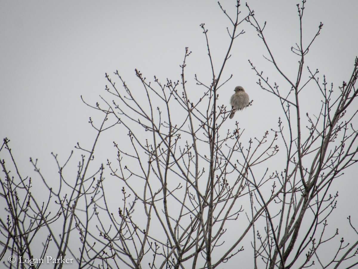 Northern Shrike - ML51017931