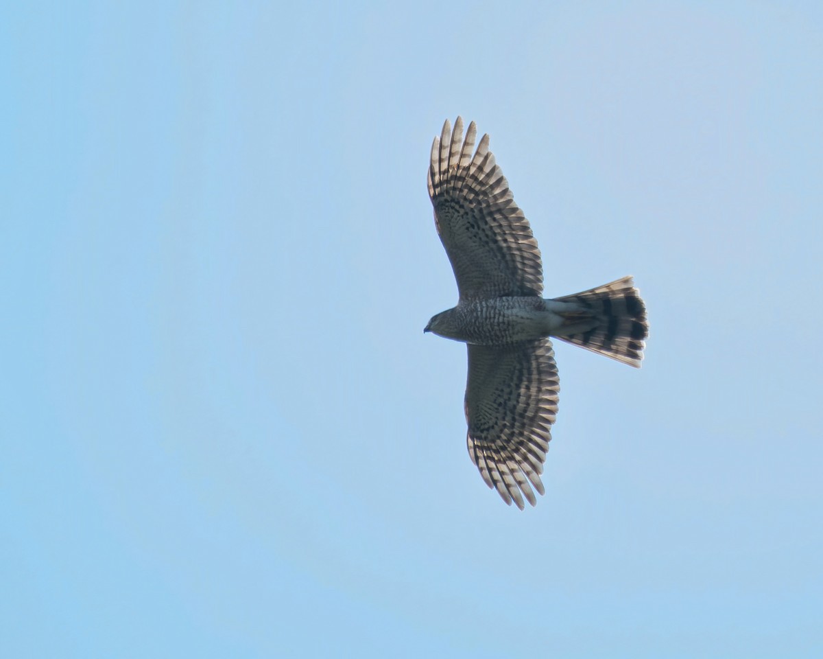 Sharp-shinned Hawk - ML510179831