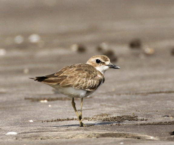 Greater Sand-Plover - Nayana Amin