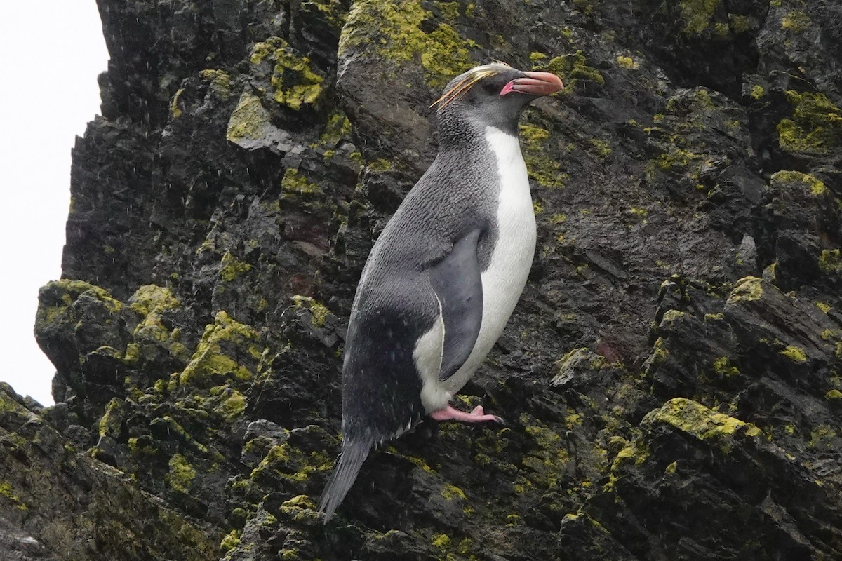 Златохохлый пингвин - ML510182701