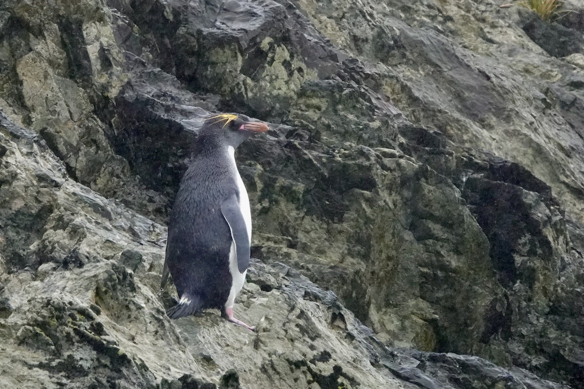 Златохохлый пингвин - ML510182711