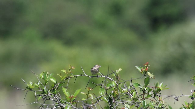 Grasshopper Sparrow - ML510183721