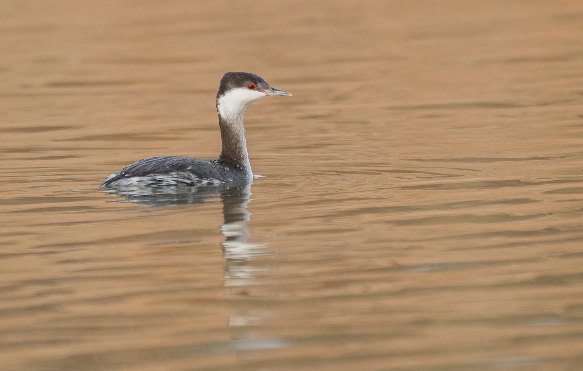 Horned Grebe - Jack Parlapiano