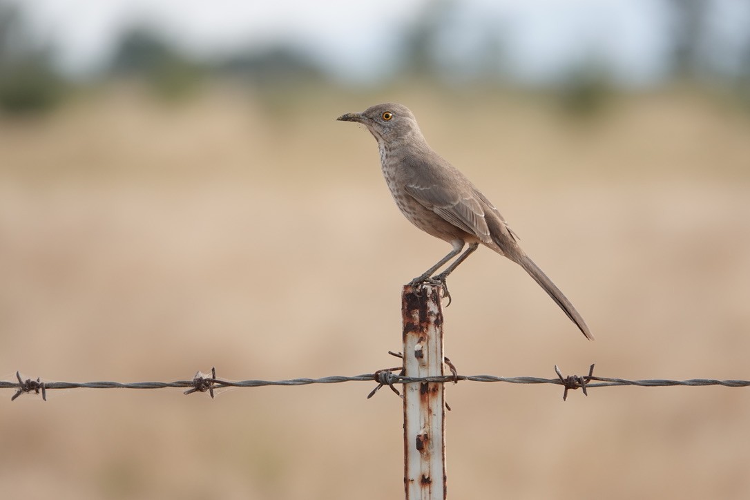 Bendire's Thrasher - ML510183971