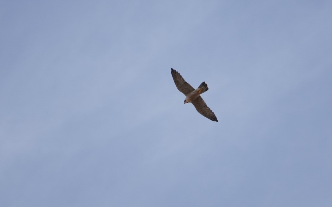 Peregrine Falcon - ML510184171