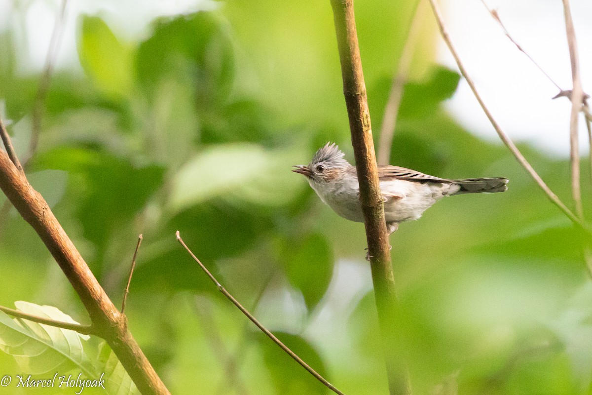 Striated Yuhina - ML510184421