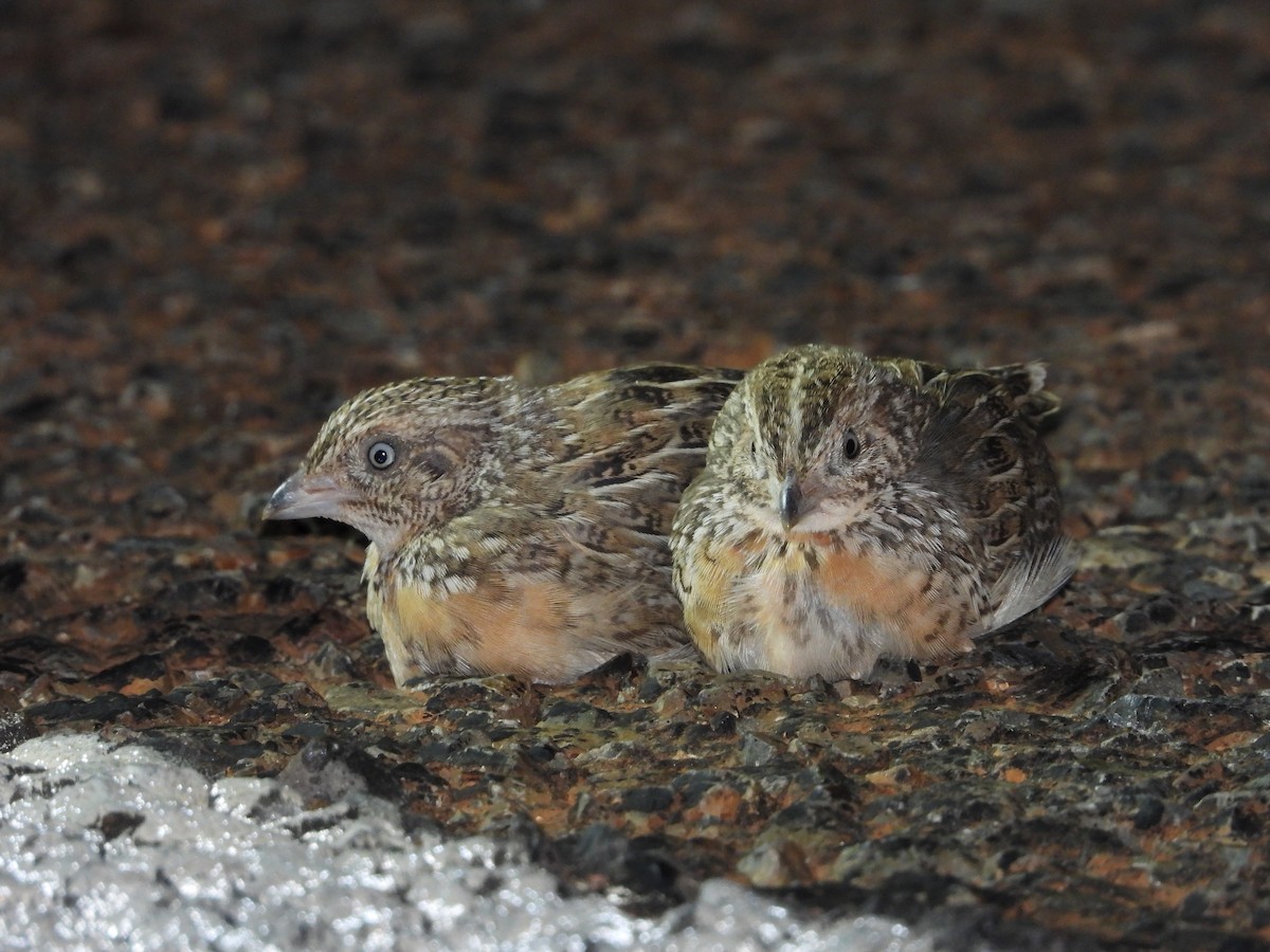 Red-chested Buttonquail - Luke Enright