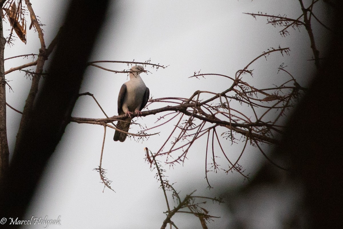 Gray-headed Parrotbill - Marcel Holyoak