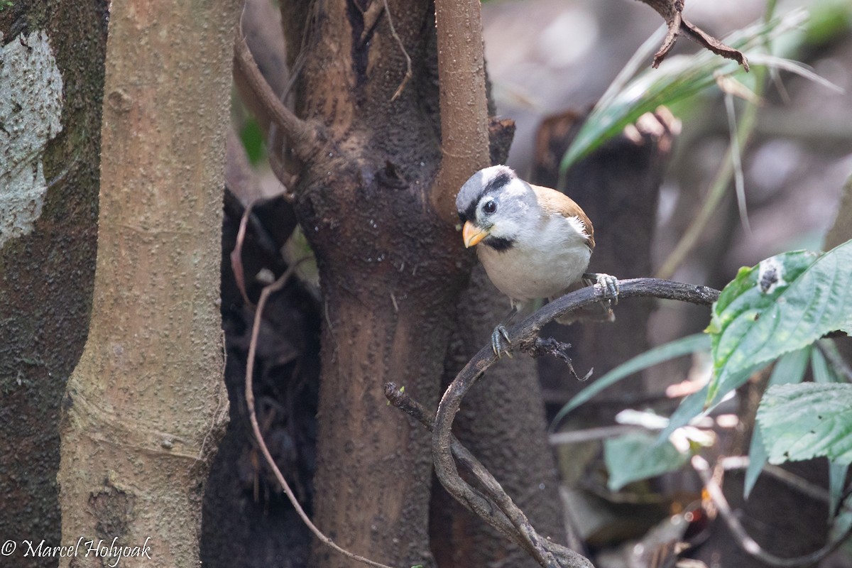 Gray-headed Parrotbill - ML510185041