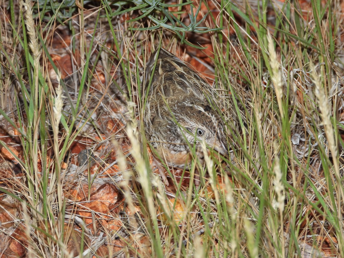 Red-chested Buttonquail - Luke Enright