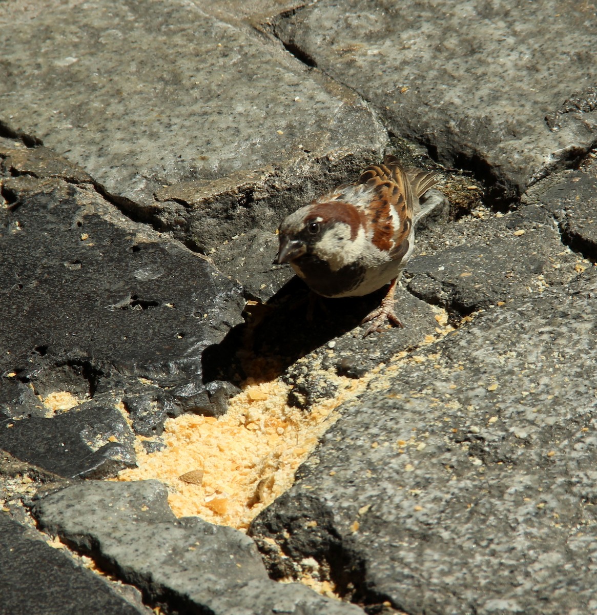 House Sparrow - ML510185291