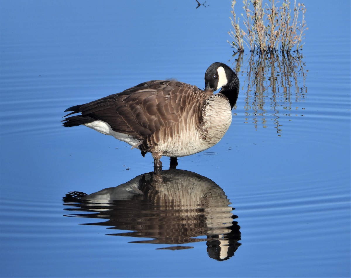Canada Goose - Pair of Wing-Nuts