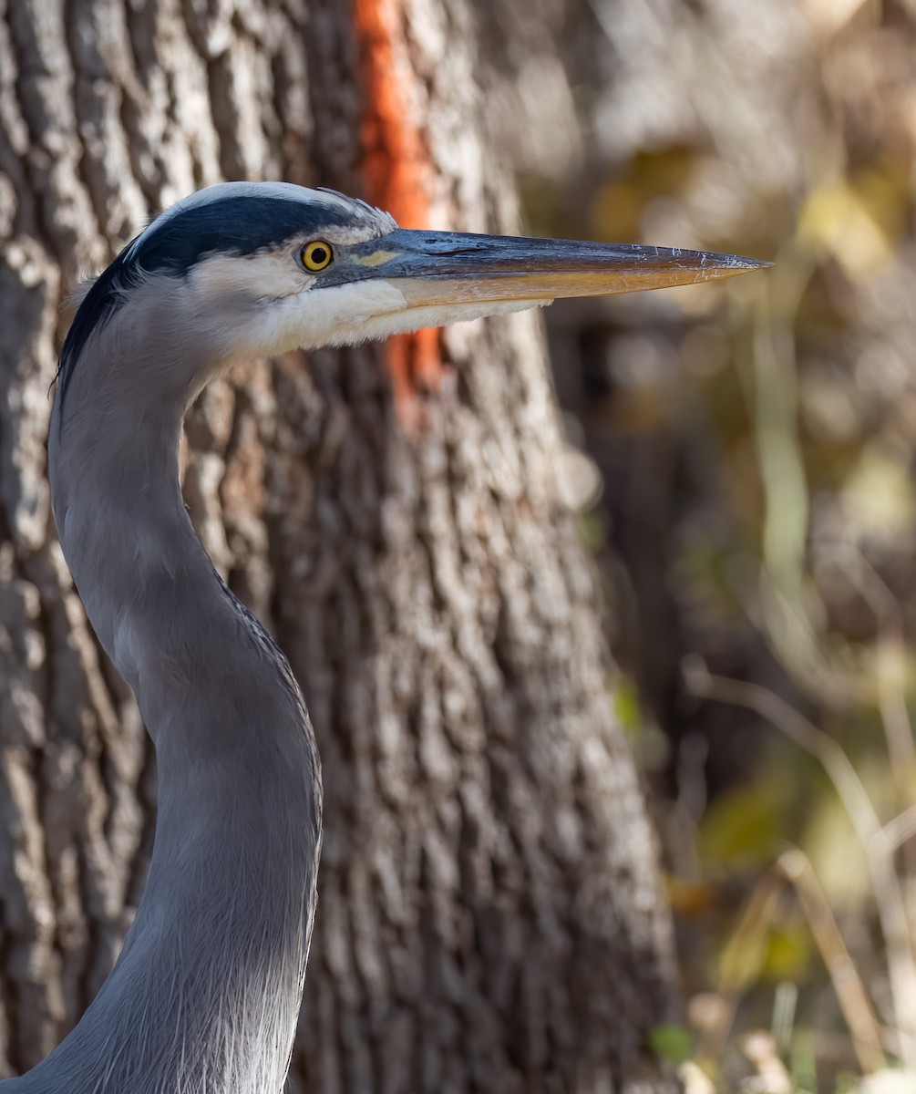 Great Blue Heron (Great Blue) - Ken Ealy