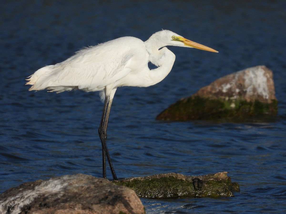 Great Egret (modesta) - ML510185691