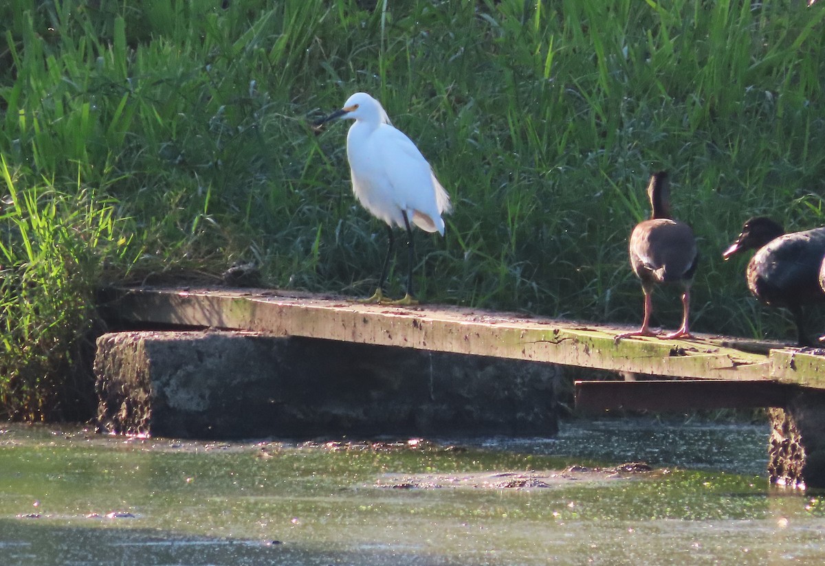 Snowy Egret - ML510185981