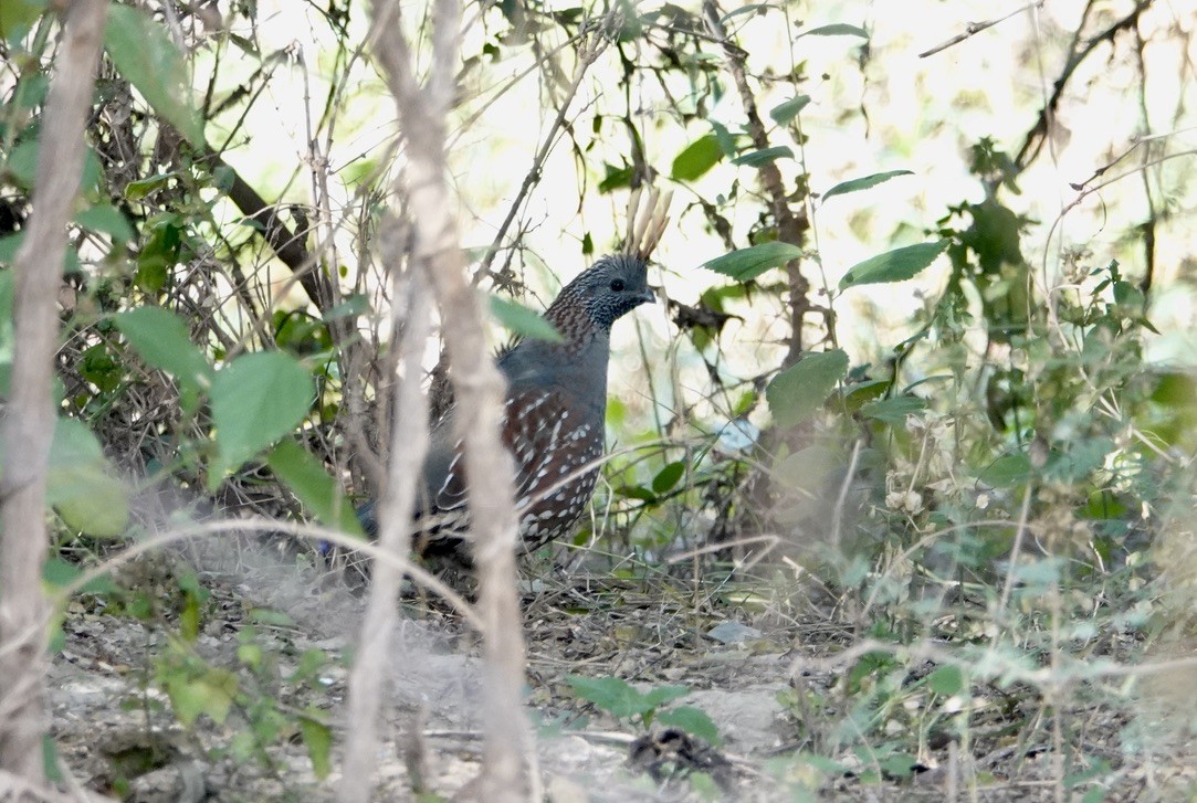 Elegant Quail - ML510186301