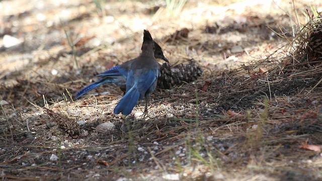 Steller's Jay (Coastal) - ML510187181