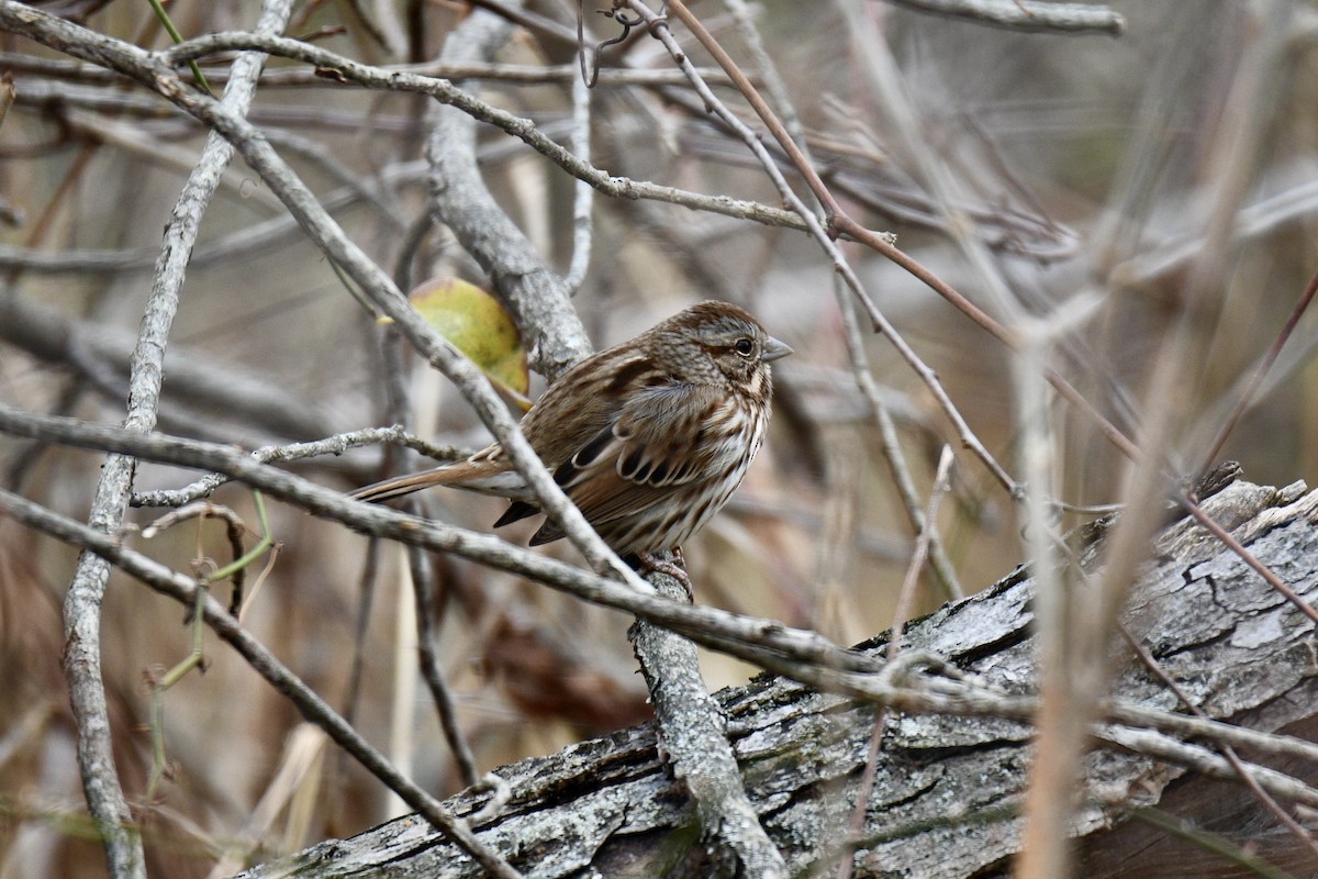 Song Sparrow - ML510187341