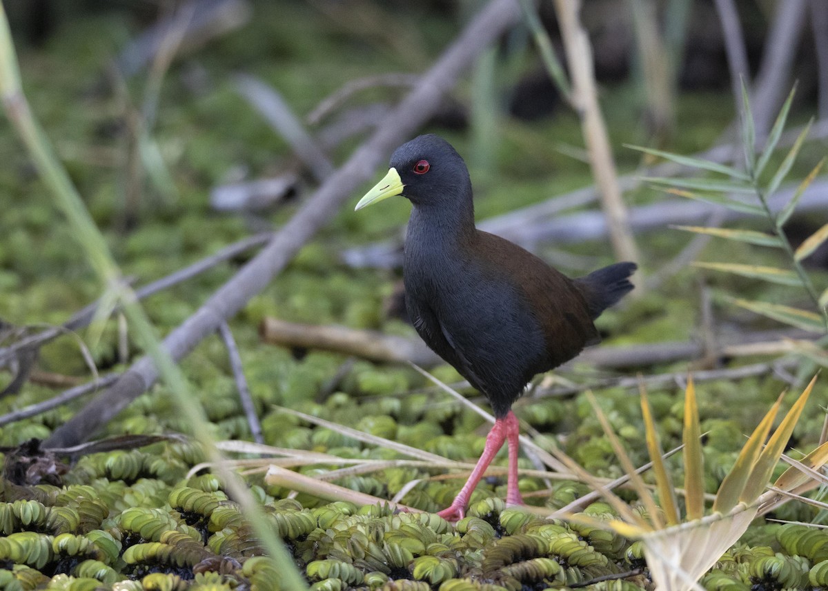 Sakalava Rail - ML510187411