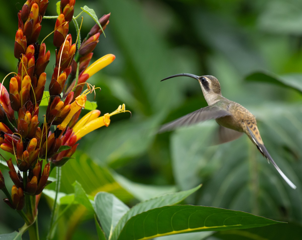 Long-billed Hermit - Daniel Mérida