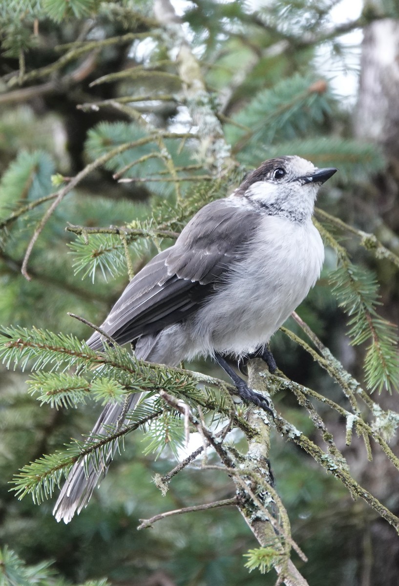 Mésangeai du Canada - ML510188101