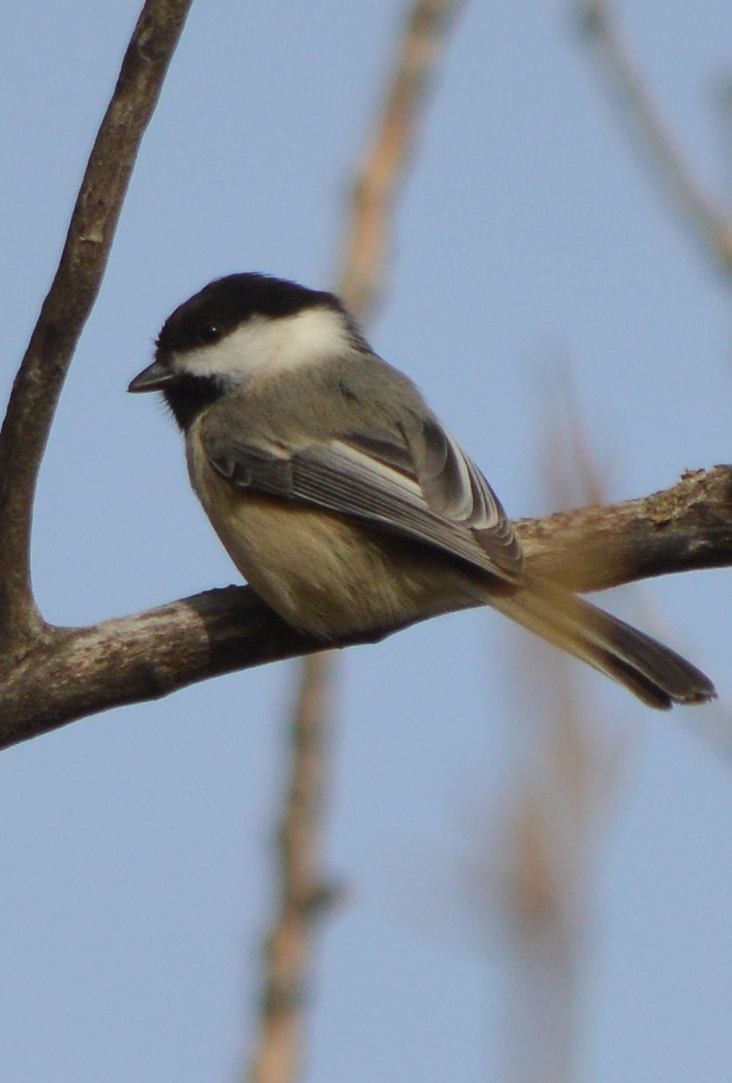 Black-capped Chickadee - ML510188511