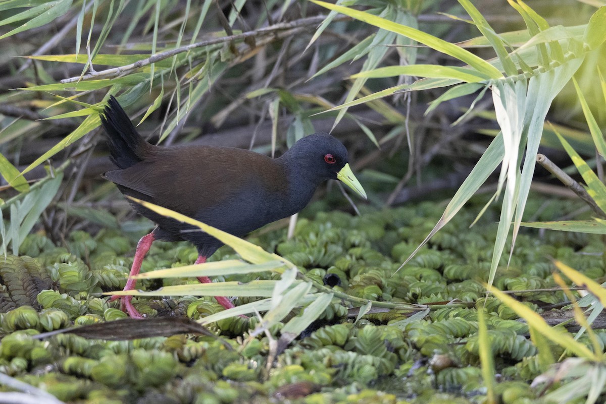 Sakalava Rail - ML510188551