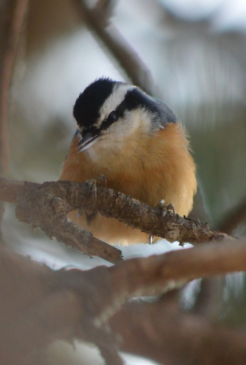 Red-breasted Nuthatch - ML510188841