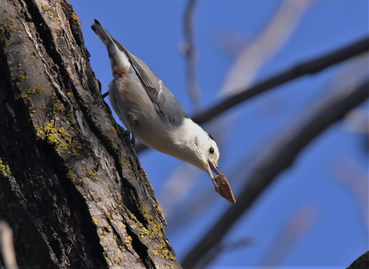 White-breasted Nuthatch - ML510188871