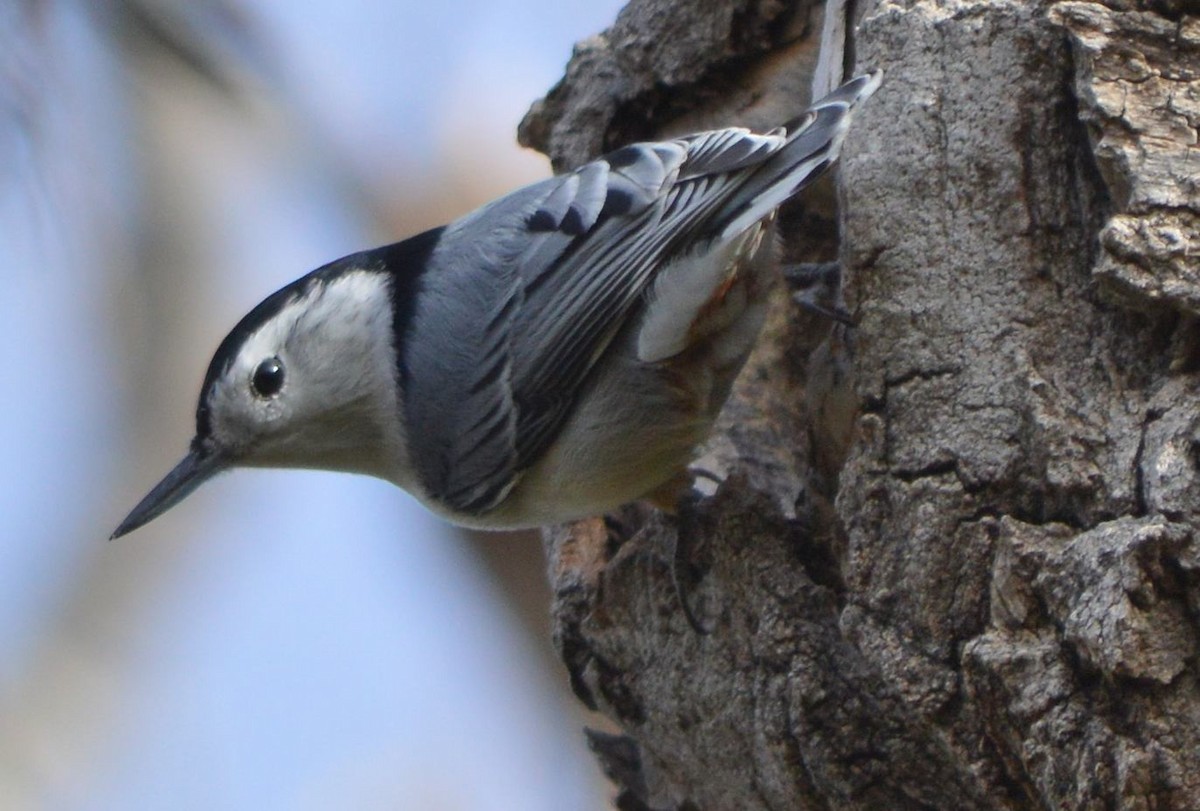 White-breasted Nuthatch - ML510189101