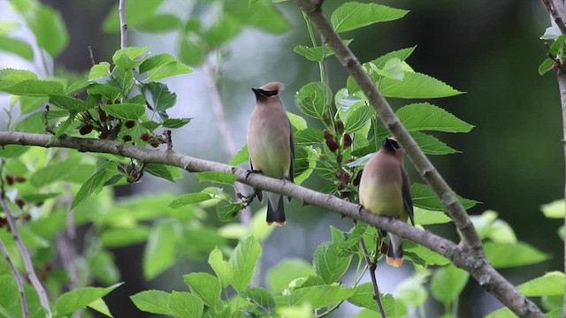 Cedar Waxwing - ML510190271