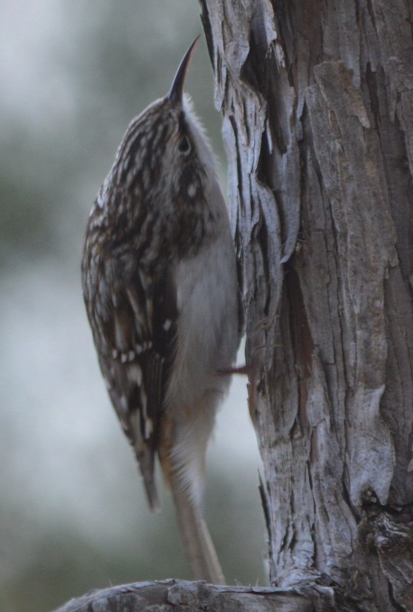 Brown Creeper - ML510191561