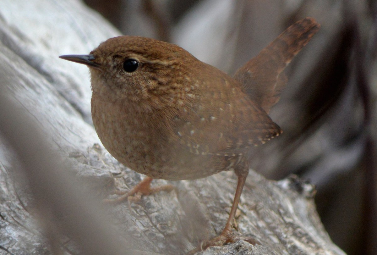 Winter Wren - ML510191901