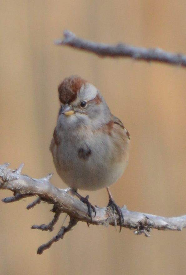 American Tree Sparrow - ML510192091