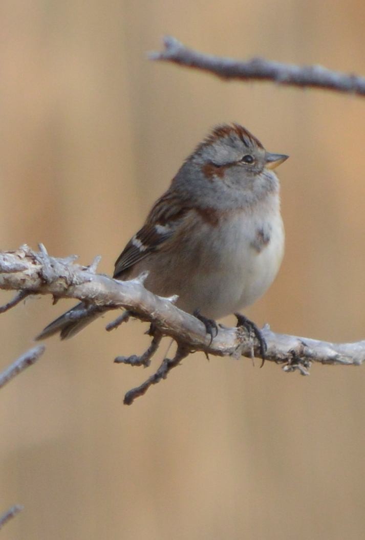 American Tree Sparrow - ML510192101