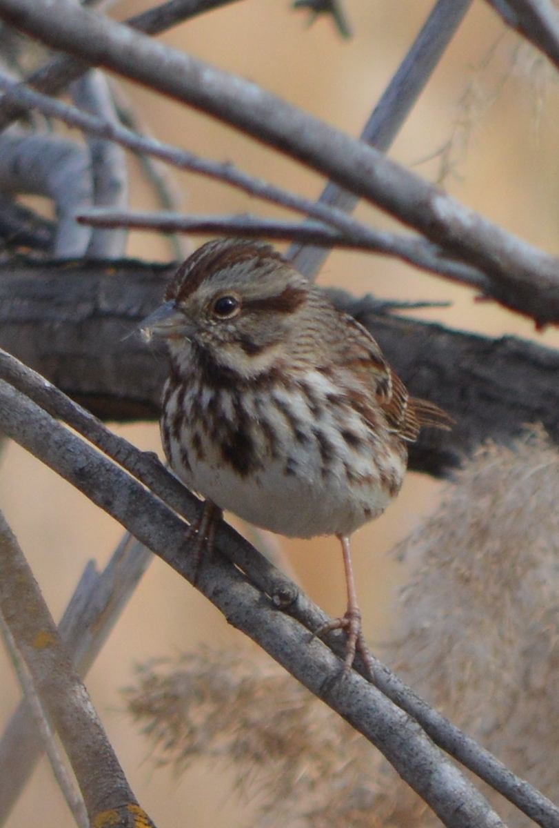 Song Sparrow - ML510192271